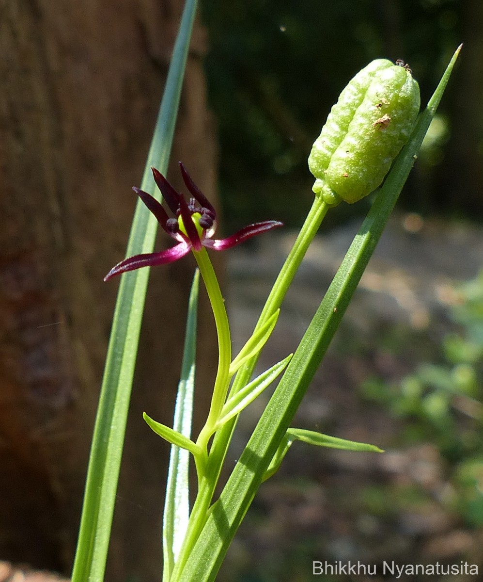 Iphigenia indica (L.) A.Gray ex Kunth